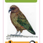 New Zealand Menagerie Game