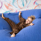 Grown Organic Cord Pocket Pant Espresso