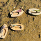 Wooden Toy Sail Boat